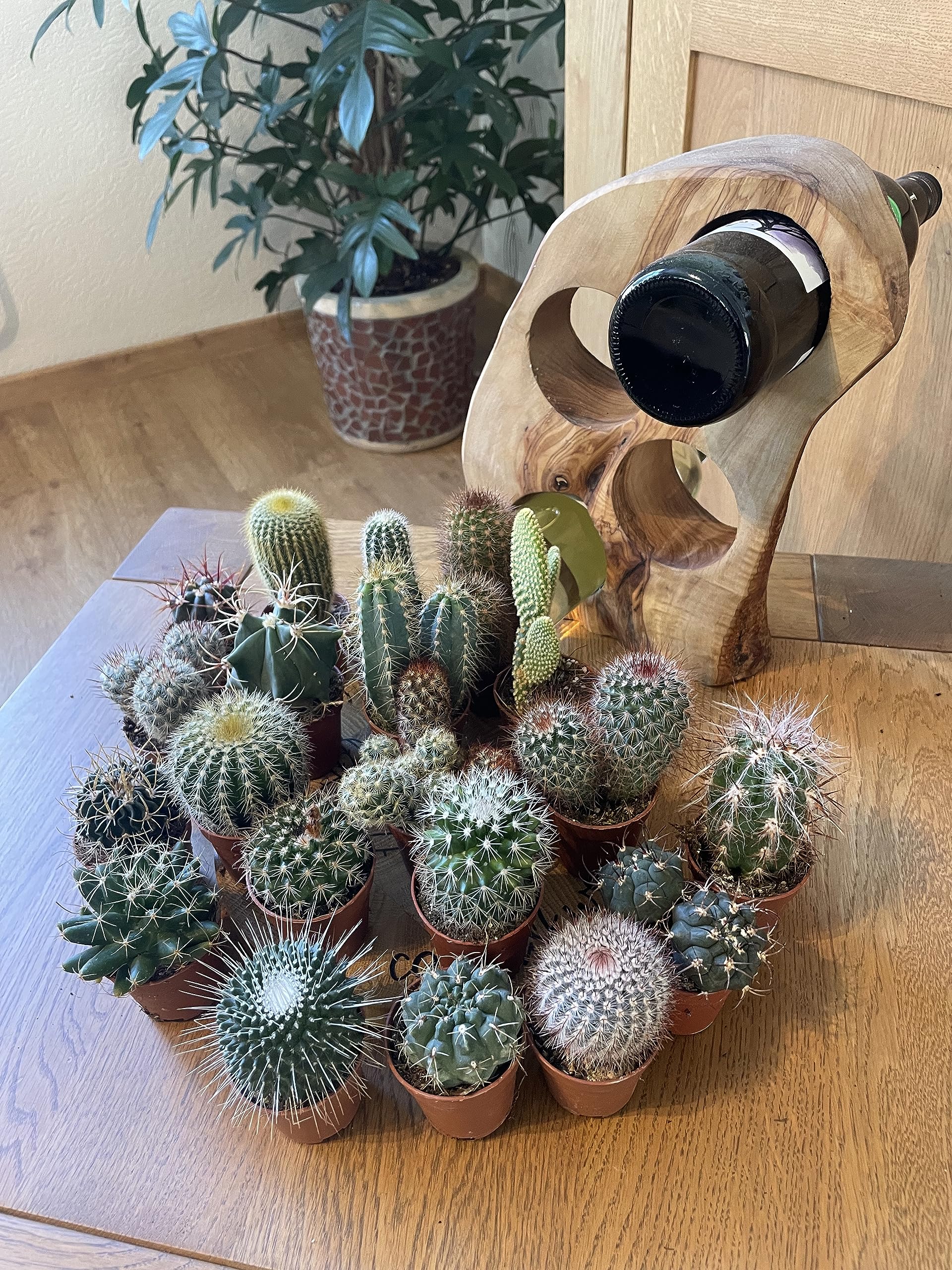 Amazon.com: Cactus Mix 20 tipos diferentes, 2.2 in Ø, 2.4-4.7 in